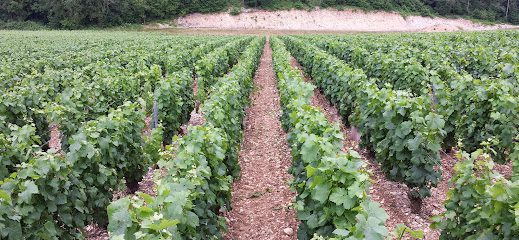 Vignoble Les Riceys