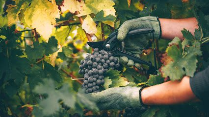 Vignoble Segonzac